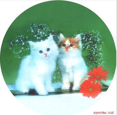 Cute Kitten Hand Embroidery Diy Beginner Kit